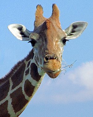 giraffe face template